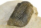 Detailed Austerops Trilobite - Nice Eye Facets #312775-10